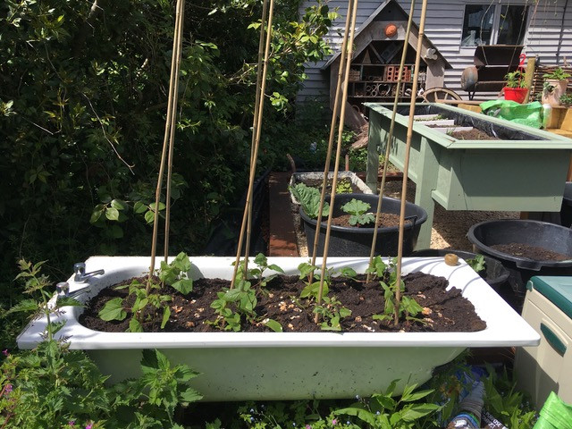 Bath tub planter for edibles
