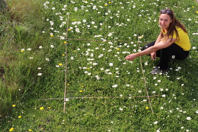 No Mow May - Every Flower Counts