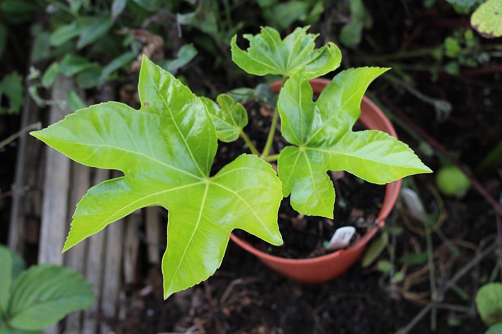 Fatsia japonica grown from seed