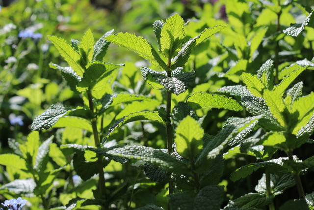 Mint growing in the garden