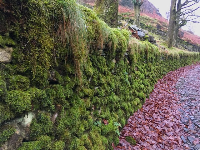 Moss-covered dry stone wall