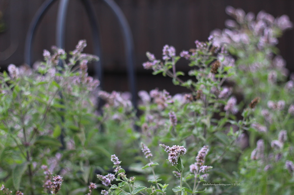 Beautiful but invasive Buddleja mint