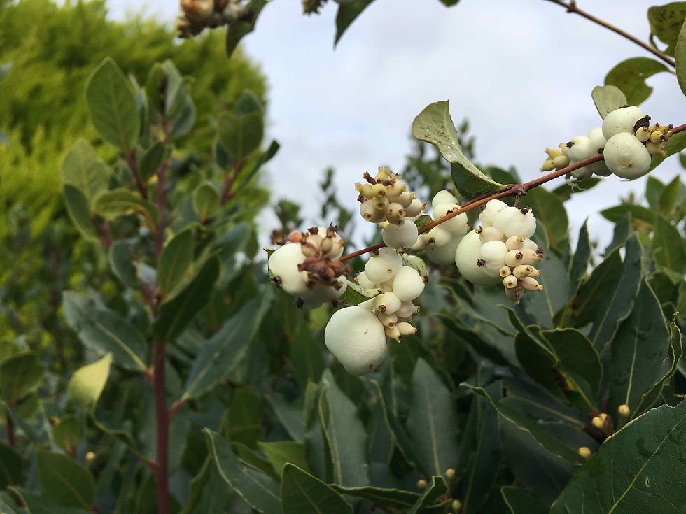 Symphoricarpos albus, Snowberry
