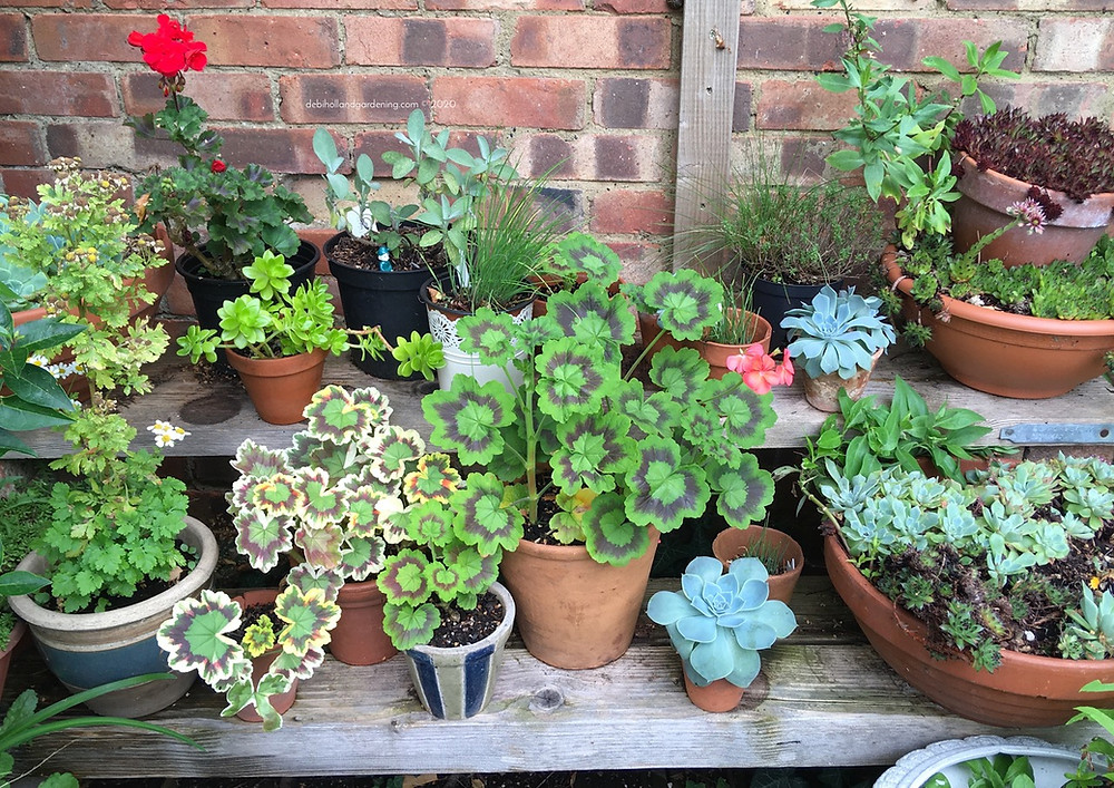 Terracotta terrace