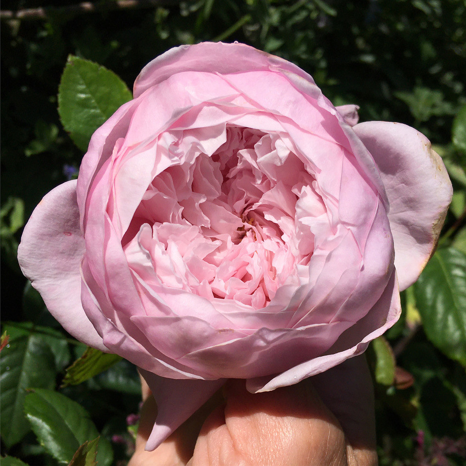 David Austin rose 'Spirit of Freedom'