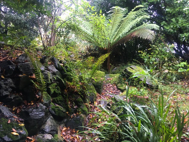 Tree fern over looks original, now dry, pond