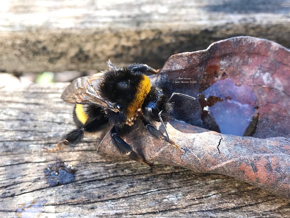 Bee rescue © Jean Vernon
