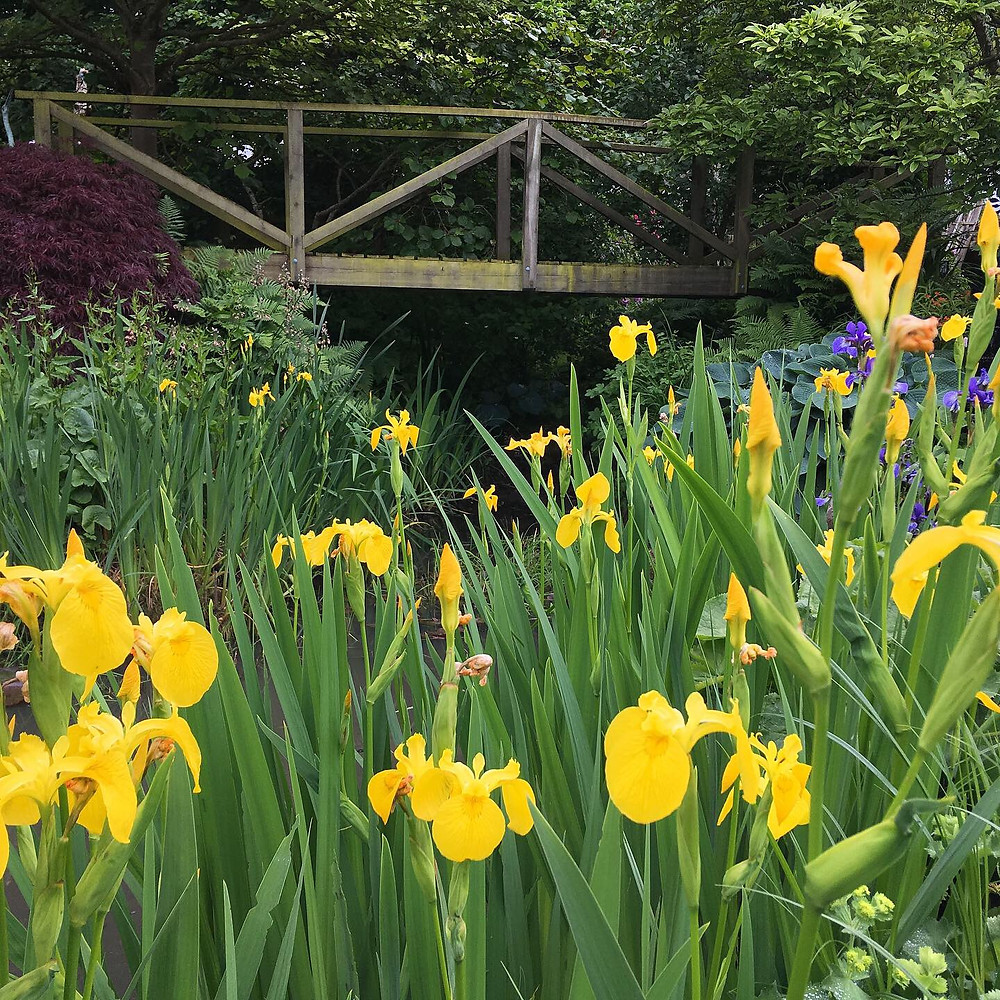 Yellow flag iris on the banks of the pond