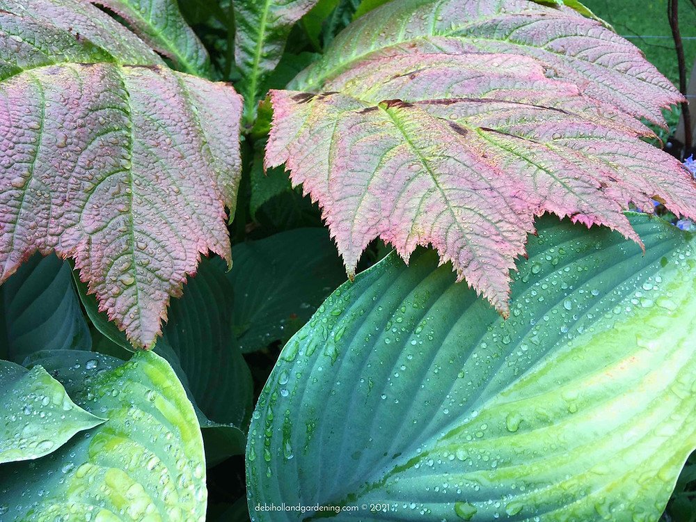 Raindrops on the contrasting leaves of rodgersia & hosta