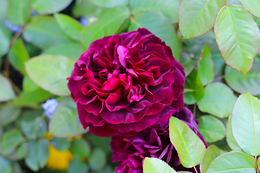 Munstead Wood rose