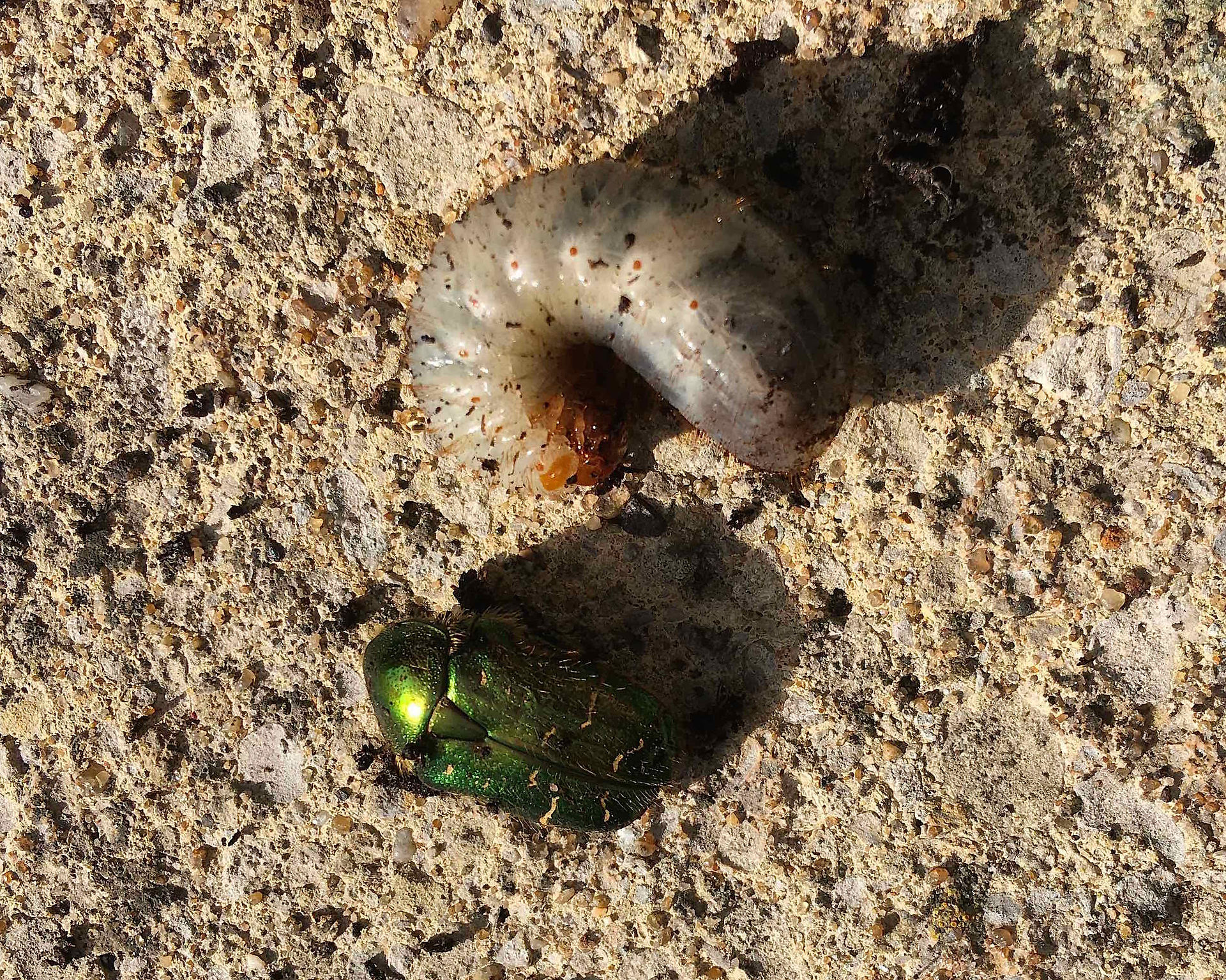 Rose chafer beetle & larvae