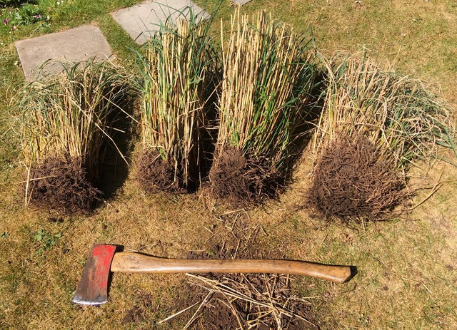 Dividing Miscanthus sinensis with an axe!