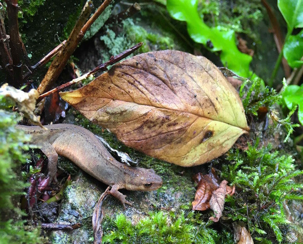 Common smooth newt emerging from rock crevices