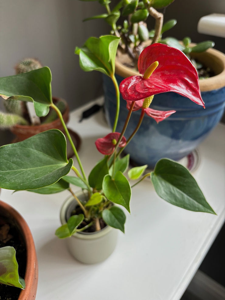 Anthurium andreanum on a shelf near a window