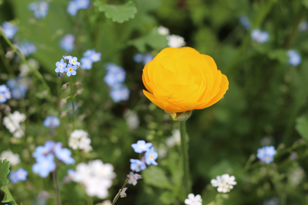My first ever Ranunculus bulbs flowering
