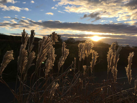 December Garden Tips