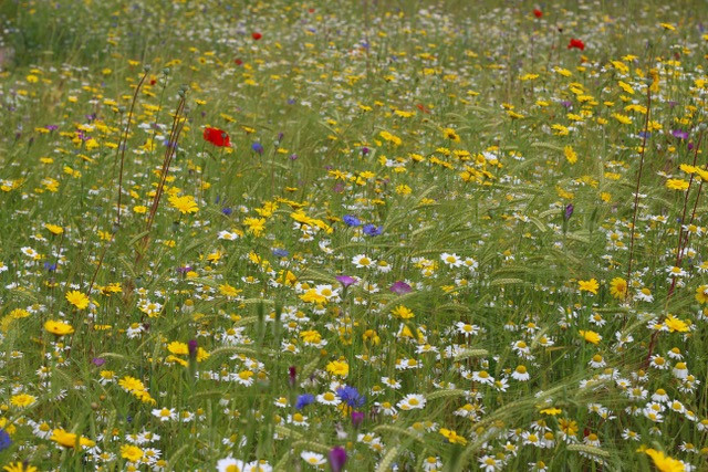 Wildflower meadow