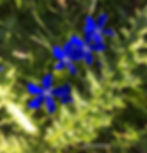 Gentiana nivalis, French Alps