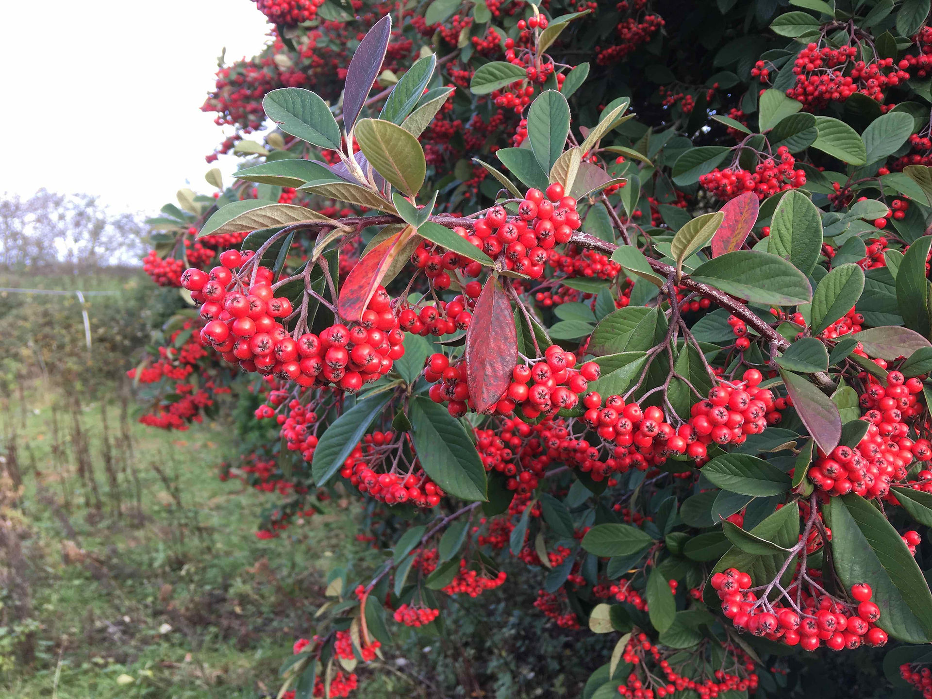 Cotoneaster lacteus