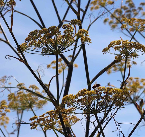 Fennel flowers
