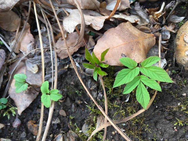 Ground Elder