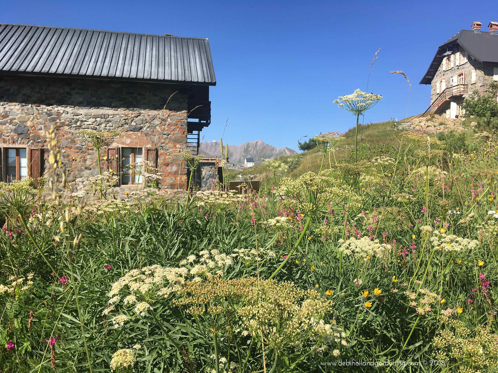 Hogweed at Chanousia