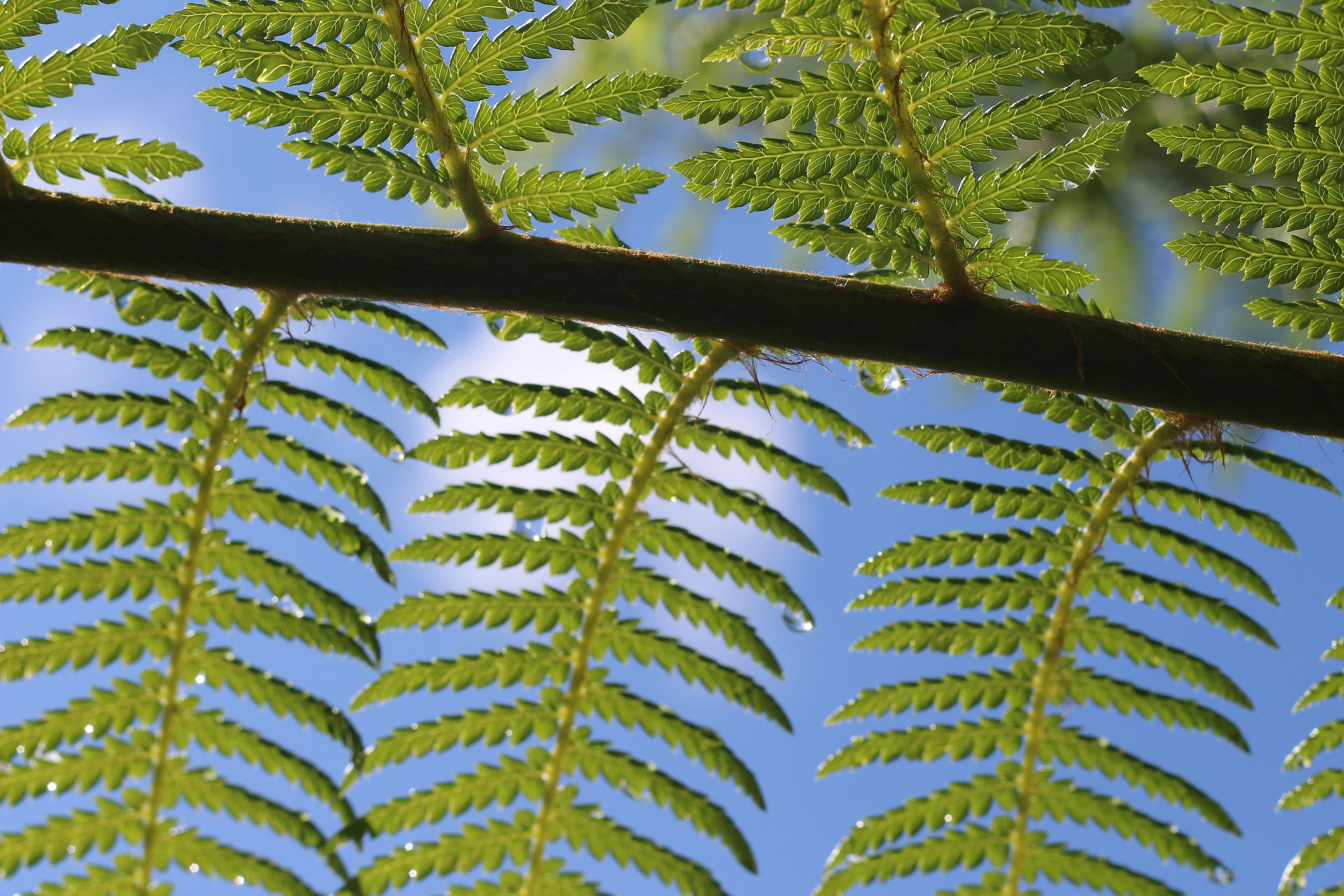 Tree Fern Frond detail