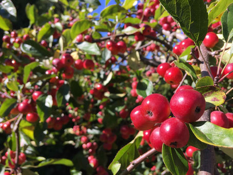 Are Trees Good for the Birds?