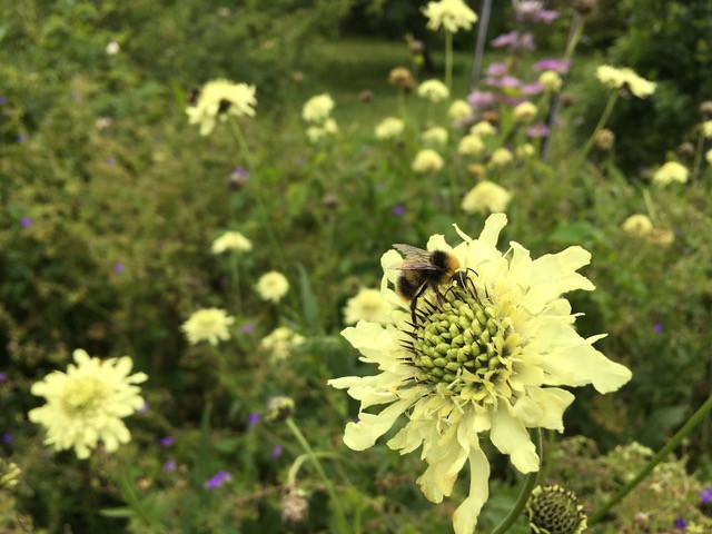 Bumble bee on Giant Scabious