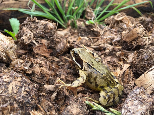 Frogs love damp areas of the garden, stones and ponds