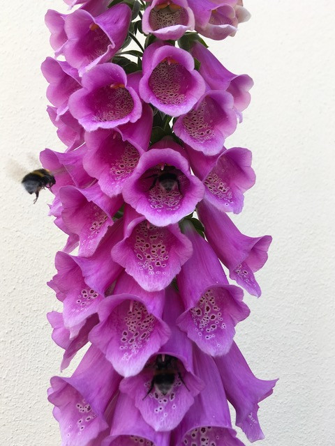 Digitalis is popular with bumble bees