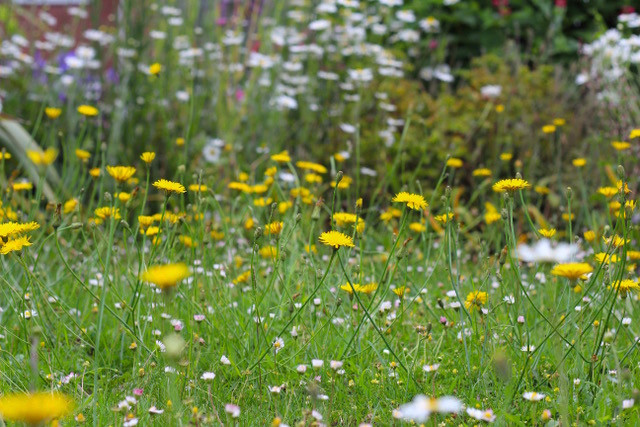 Reduce mowing your lawn, let the wildflowers grow
