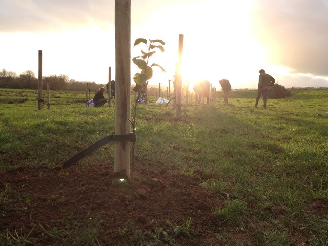 Plant a tree