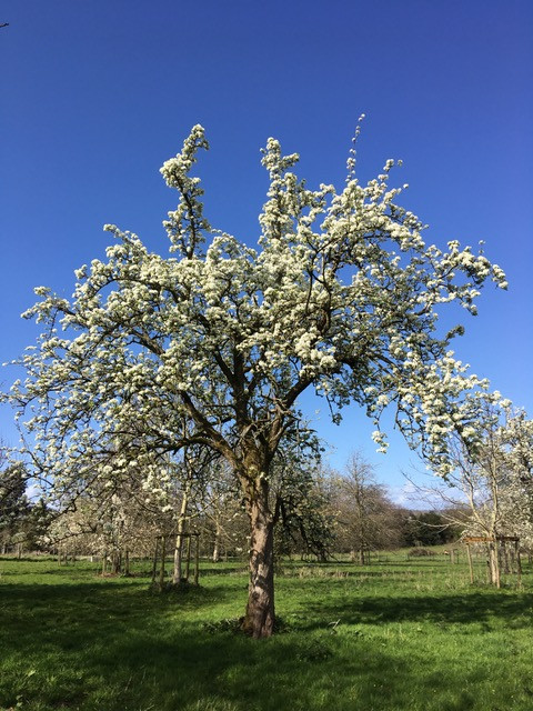 Fabulous huge old pear tree