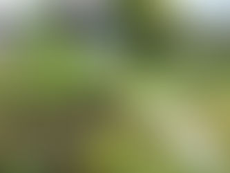 Garden News Magazine September