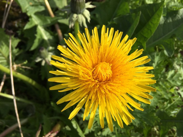 Dandelion flower
