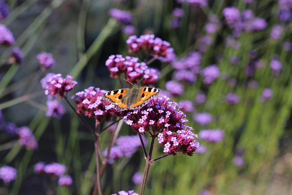 Small Tortoiseshell butterfly on verbena