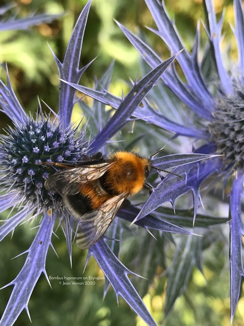 B.hypnorum Eryngium © Jean Vernon 2020
