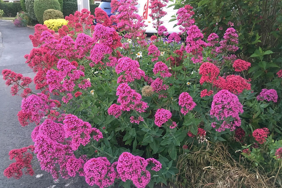 Red valerian growing profusely in the front garden