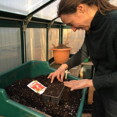 Me sowing seed in the greenhouse