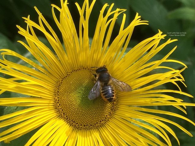 Leaf cutter bee on Inula © Jean Vernon 2020