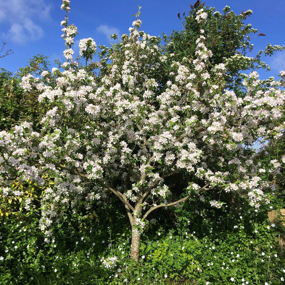 Malus sylvestris