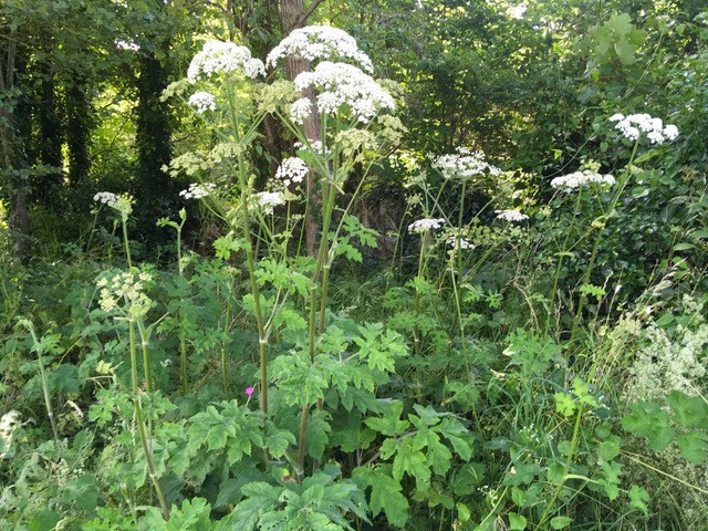 Hogweed thriving