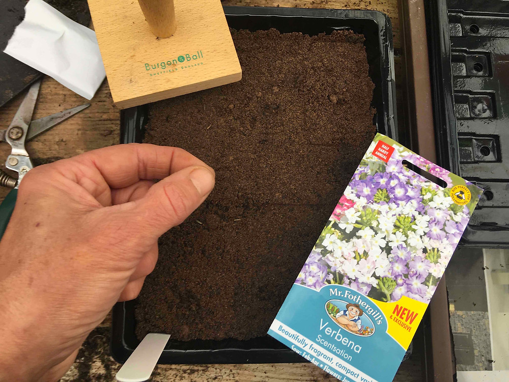 Sowing Verbena seed