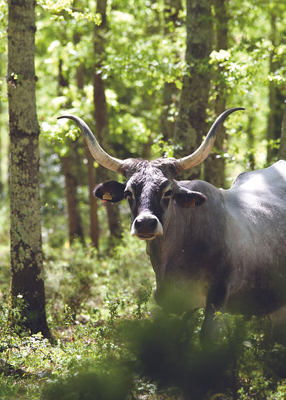 tenuta_mucca.jpg