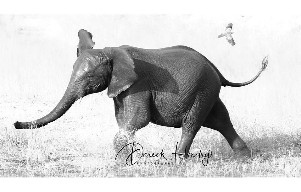 ElephantBW_edited.jpg