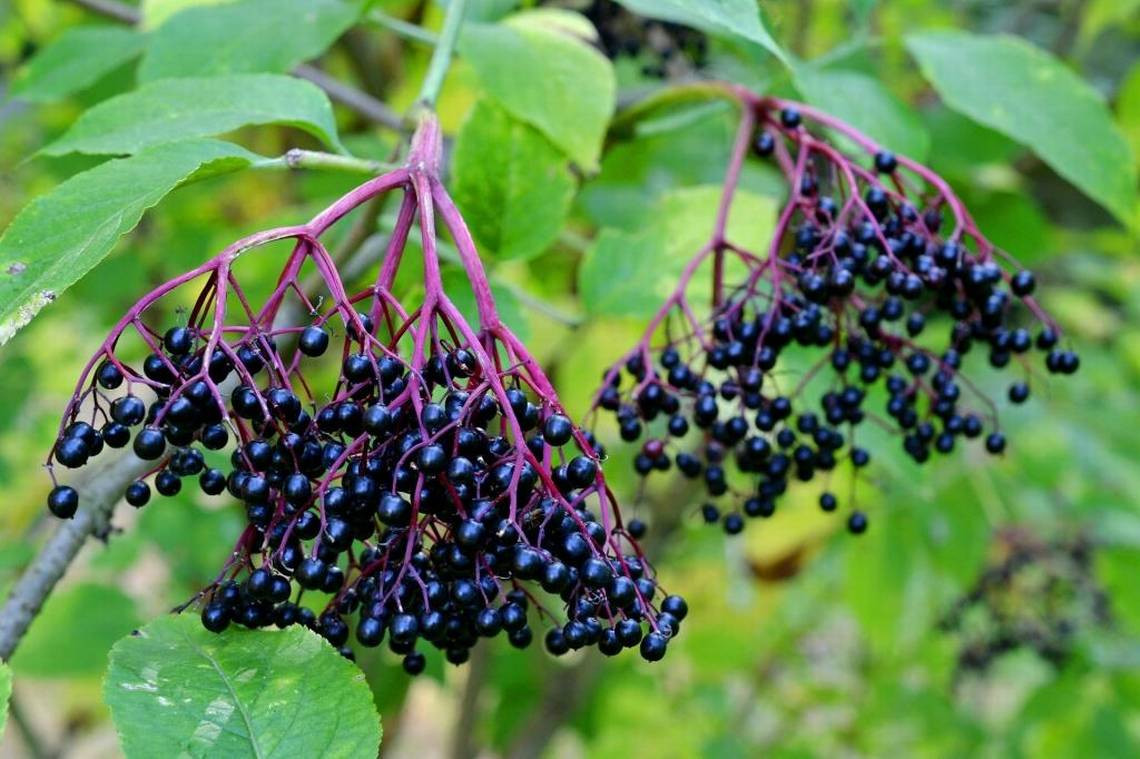 Elderberry Elixer