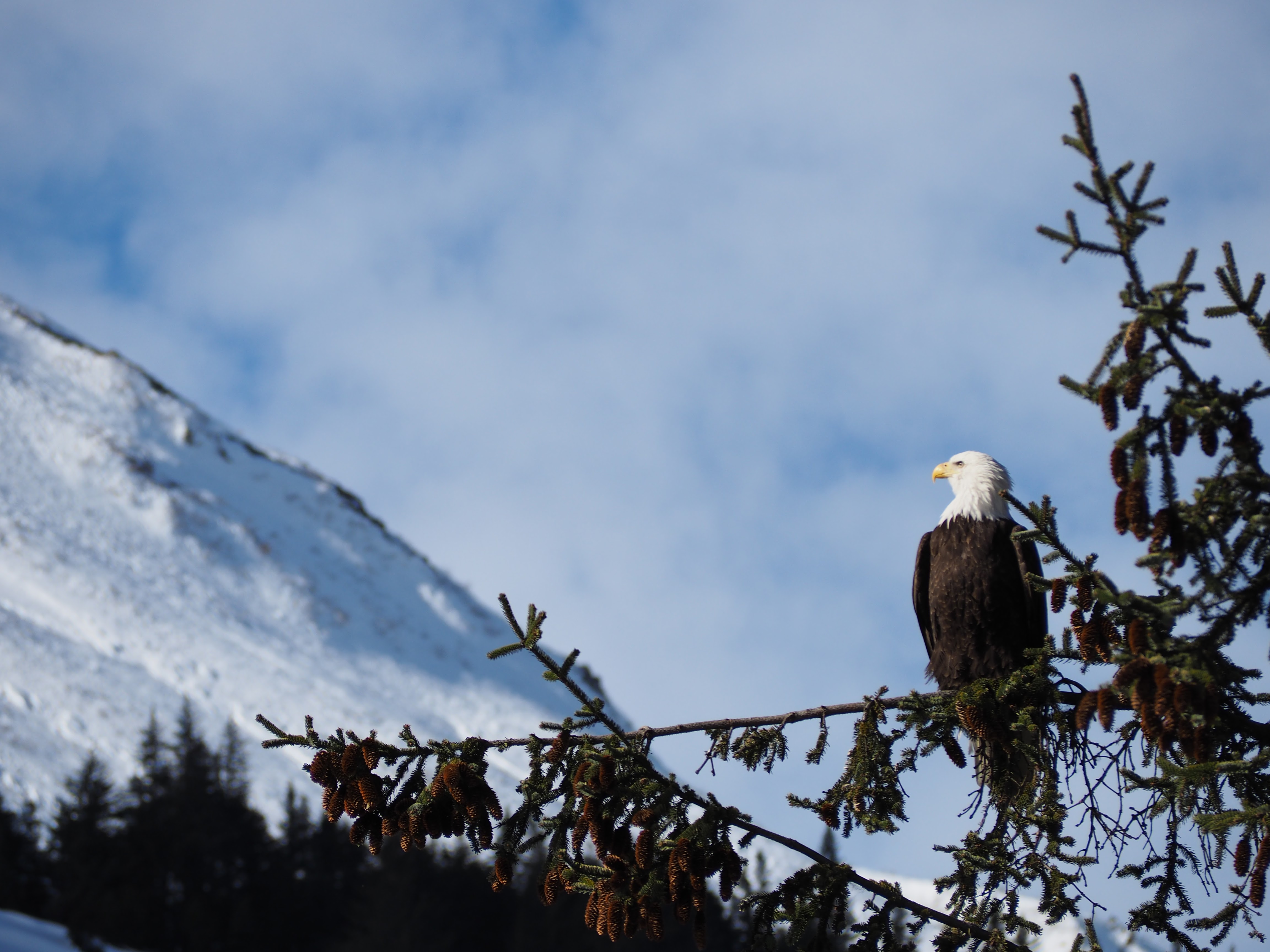 Winter Eagles Everywhere You Look