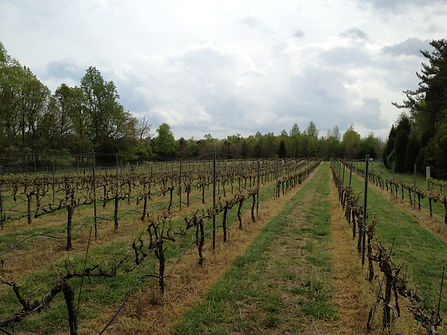 Bud Break CAV Cab Sauv.jpeg