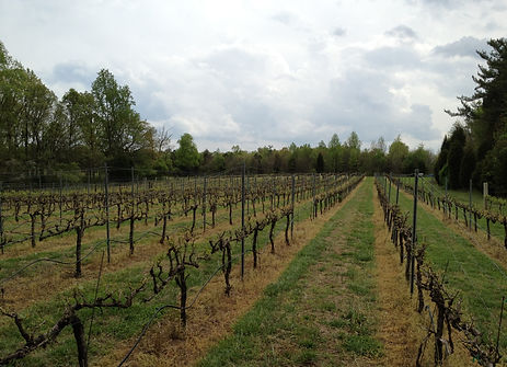 Bud Break CAV Cab Sauv.jpeg